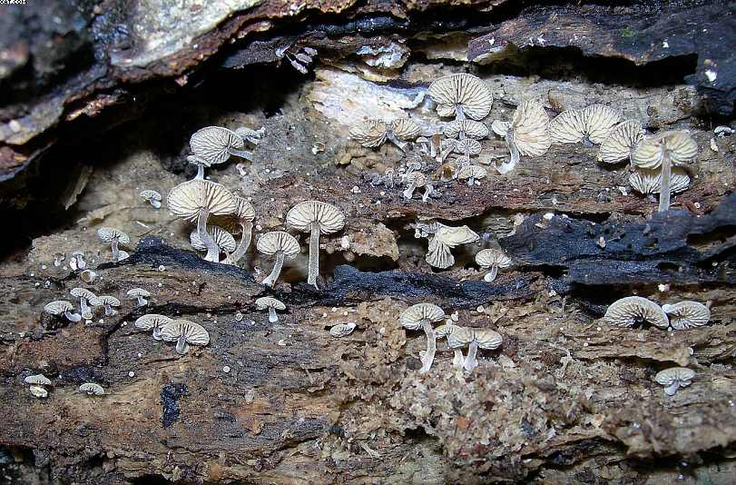 Simocybe haustellaris   ( Fr. )   Watling